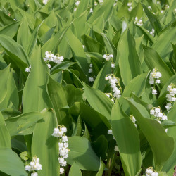 Convallaria majalis ‘Prolificans‘