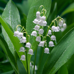 Convallaria majalis ‘Prolificans‘