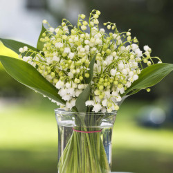 Convallaria majalis ‘Prolificans‘