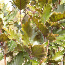 Fagus sylvatica ‘Rohan Minaret’ - Hêtre pourpre colonnaire