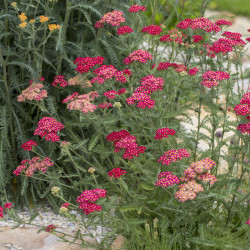 Achillea millefolium ‘New vintage Violet’