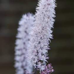 Actaea simplex Brunette - Cierge d'argent