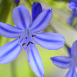 Agapanthus ‘Tornado’