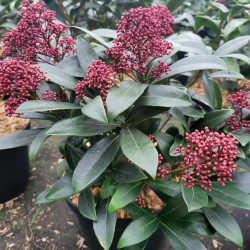 Skimmia japonica ‘Rubella’