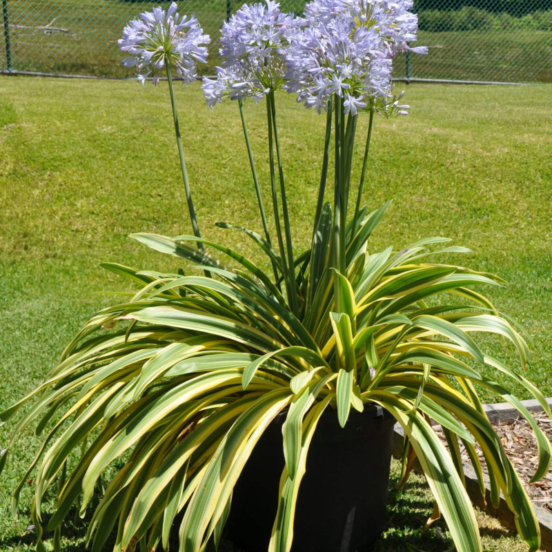 Agapanthus praecox 'Zambezi' - Agapanthe