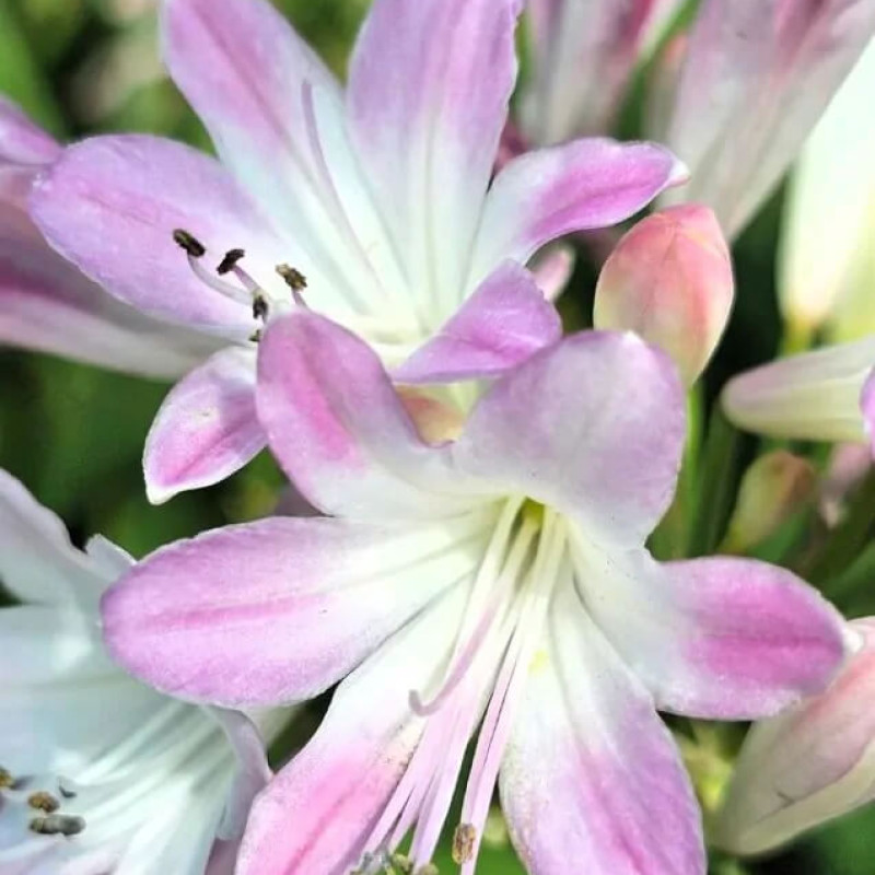 Agapanthus Blush Pink