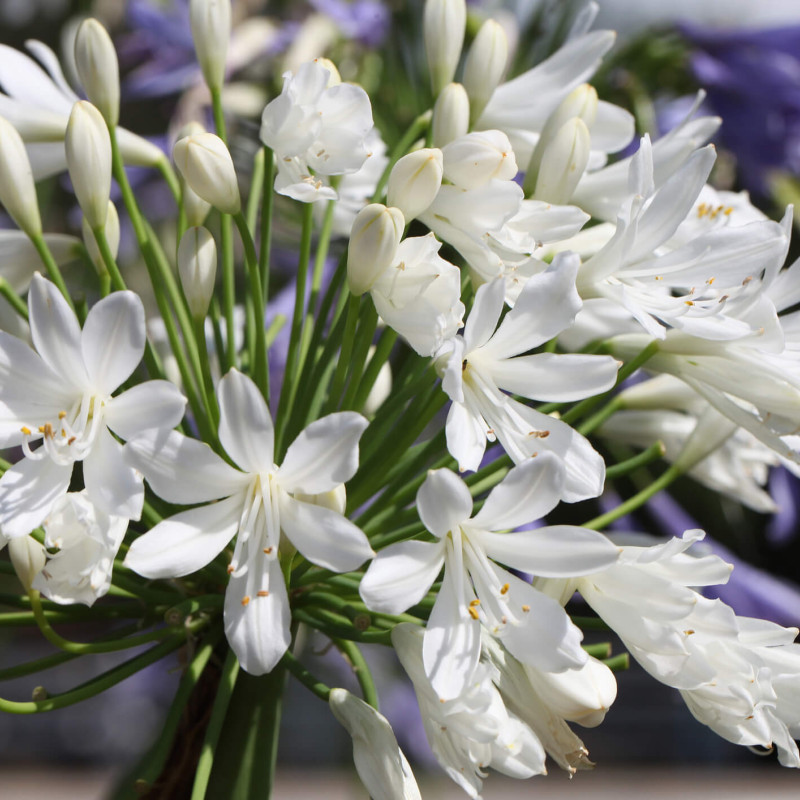 Agapanthus africanus NINA