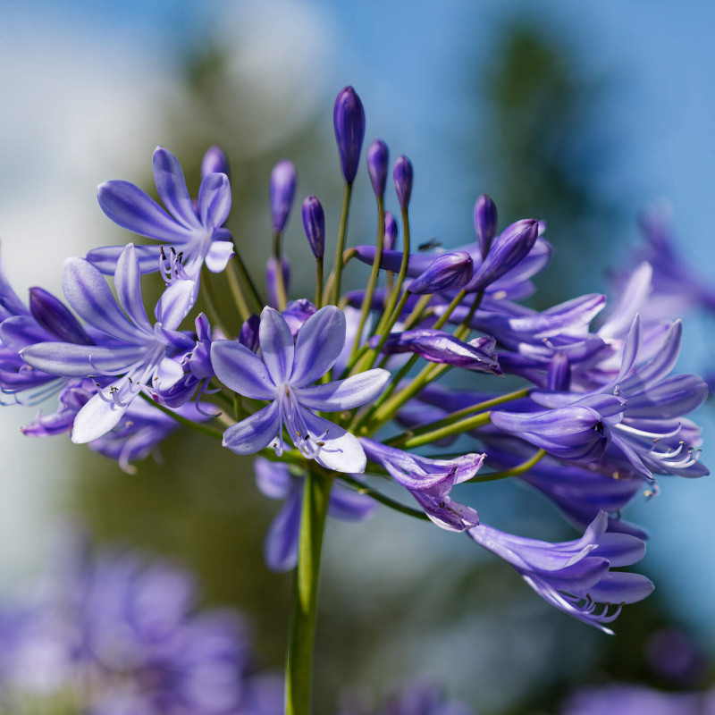 Agapanthus x 'Pinocchio' - Agapanthe