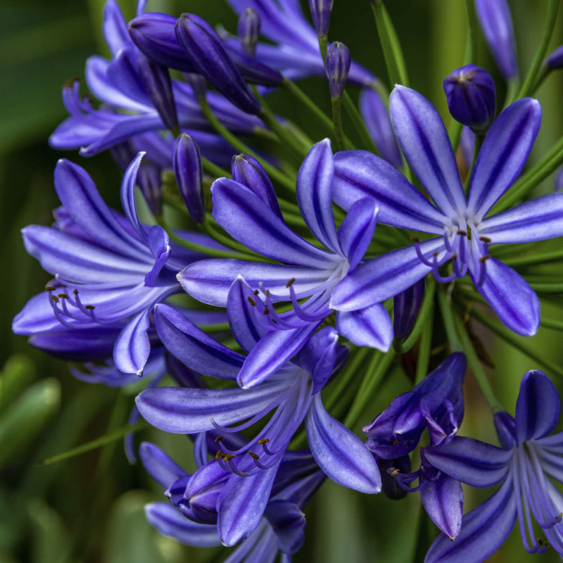 Agapanthus ‘Purple Cloud’