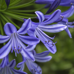 Agapanthus ‘Purple Cloud’