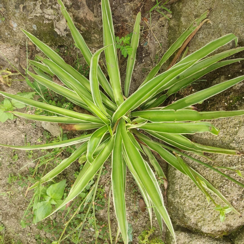 Agave bracteosa calamar