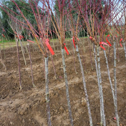 Prunus persica ‘Dixired’