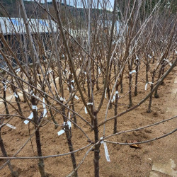 Prunus avium ‘Sunburst’