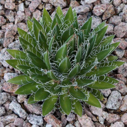 Agave black widow