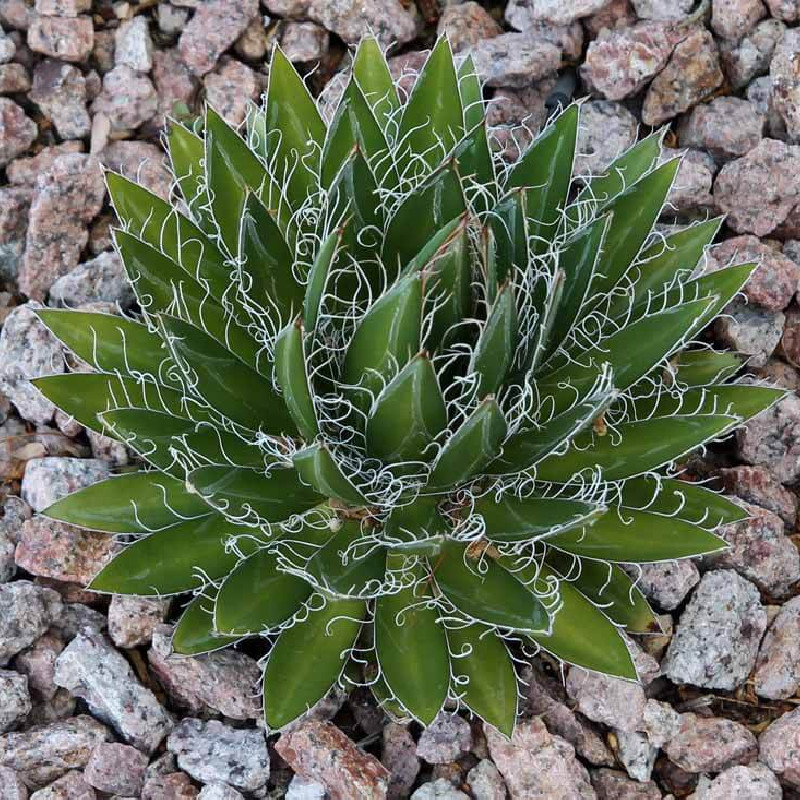 Agave black widow