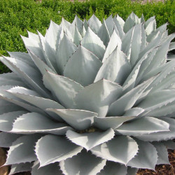 Agave ovatifolia 'Frosty Blue'