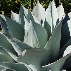 Agave ovatifolia 'Frosty Blue'