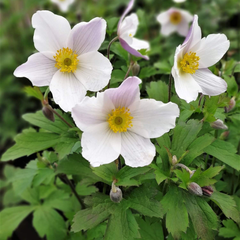 Anemone ‘Wild Swan’