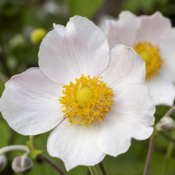 Anemone ‘Wild Swan’