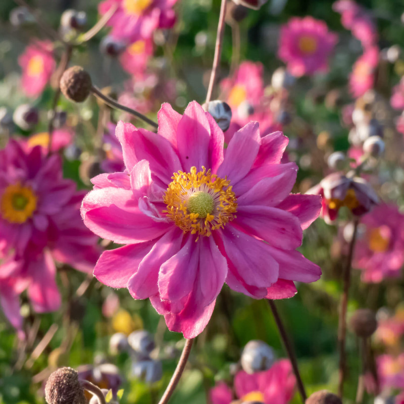 Anemone × hybrida ‘Pamina’