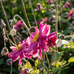 Anemone × hybrida ‘Pamina’