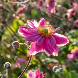 Anemone × hybrida ‘Pamina’