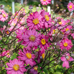 Anemone × hybrida ‘Pamina’