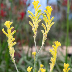 Anigozanthos flavidus Bush Bonanza