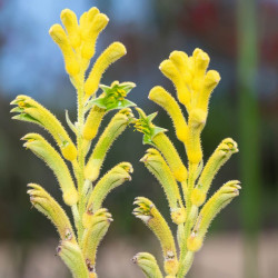 Anigozanthos flavidus Bush Bonanza