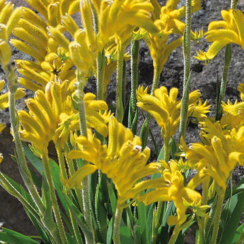 Anigozanthos flavidus Bush Bonanza