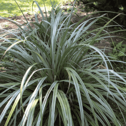 Astelia chathamica ‘Silver Shadow’