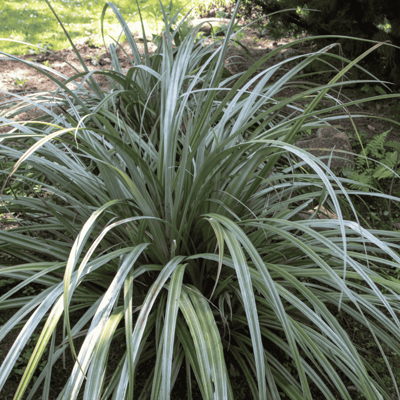 Astelia chathamica ‘Silver Shadow’