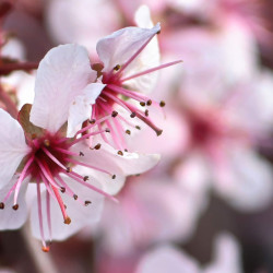 Prunus pumila - Cerisier nain rampant