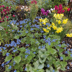 Brunnera macrophylla ‘Jack Frost’