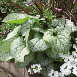 Brunnera macrophylla ‘Jack Frost’