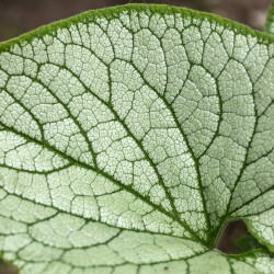 Brunnera macrophylla ‘Jack Frost’