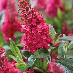 Buddleja davidii Little ruby