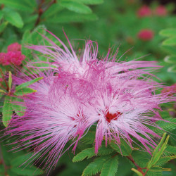 Calliandra surinamensis 'Dixie Pink'