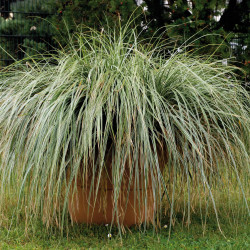 Carex oshimensis ‘Fiwhite’ EVEREST