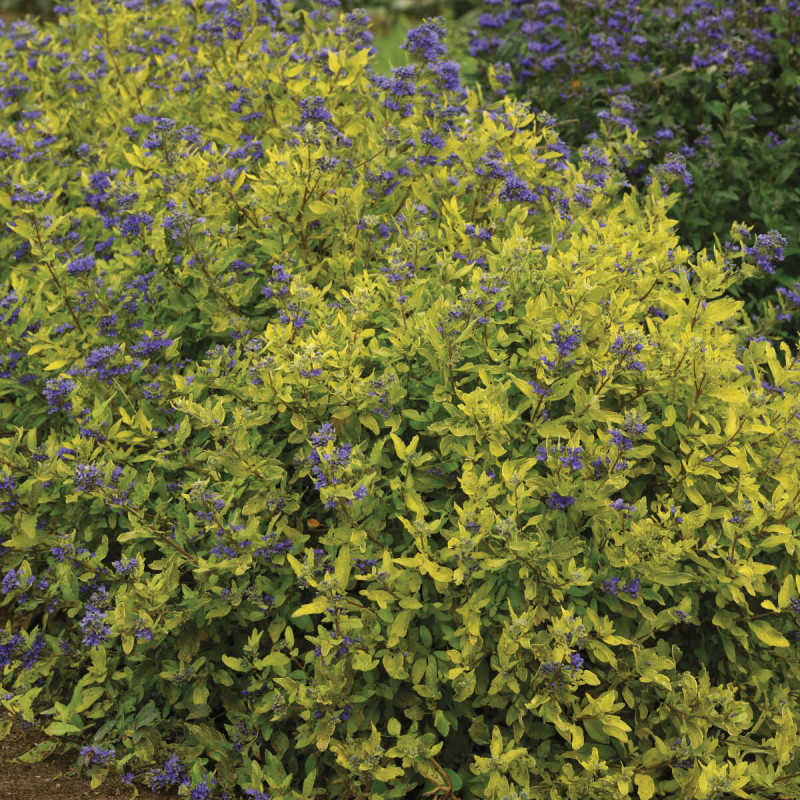 Caryopteris × clandonensis ‘Worcester Gold’