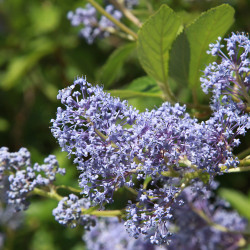 Ceanothus delilianus ‘Gloire de Versailles’