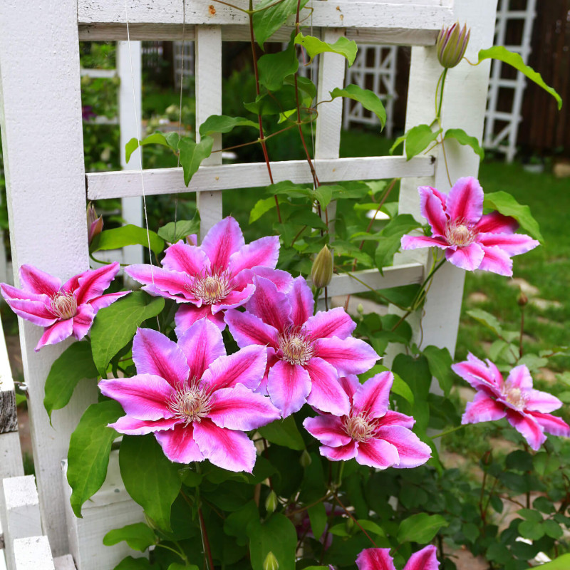 Clematis ‘Docteur Ruppel’