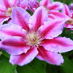 Clematis ‘Docteur Ruppel’