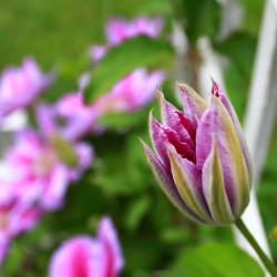 Clematis ‘Docteur Ruppel’