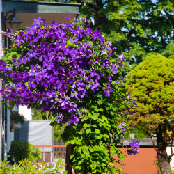 Clematis ‘Jackmanii’