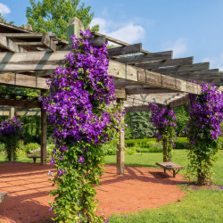 Clematis ‘Jackmanii’