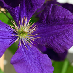 Clematis ‘Jackmanii’