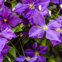 Clematis ‘Jackmanii’