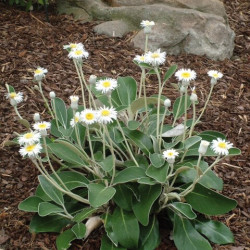 Pachystegia insignis ‘Daizea Hardec’