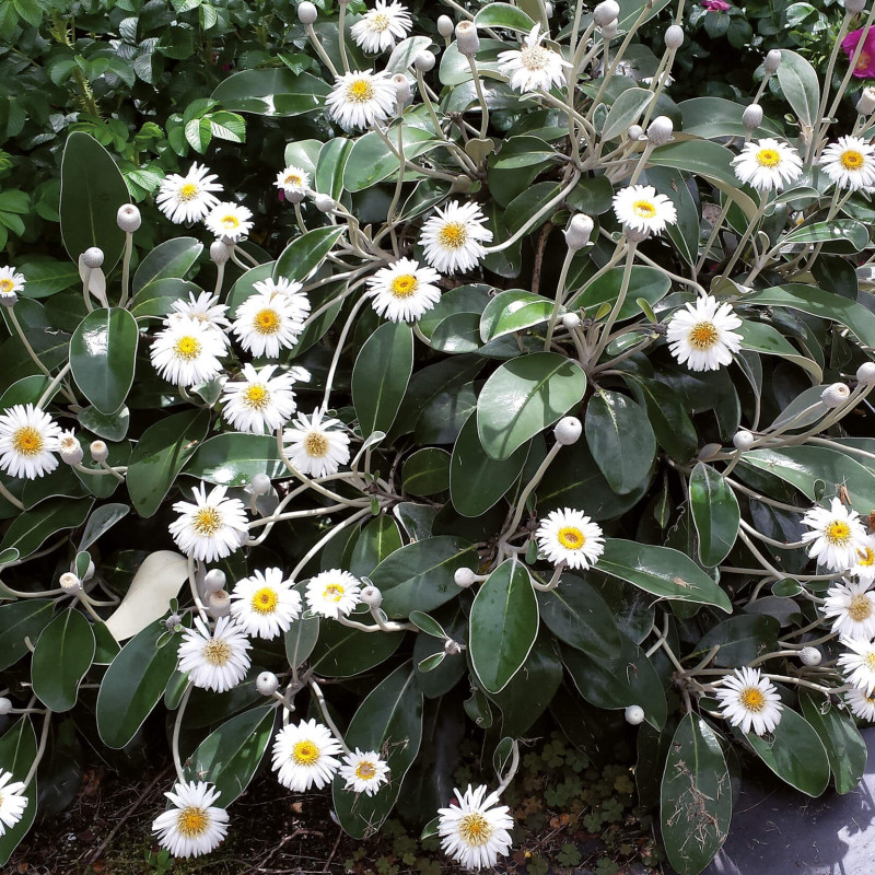 Pachystegia insignis ‘Daizea ® Hardec’ - Marguerite de Nouvelle-Zélande